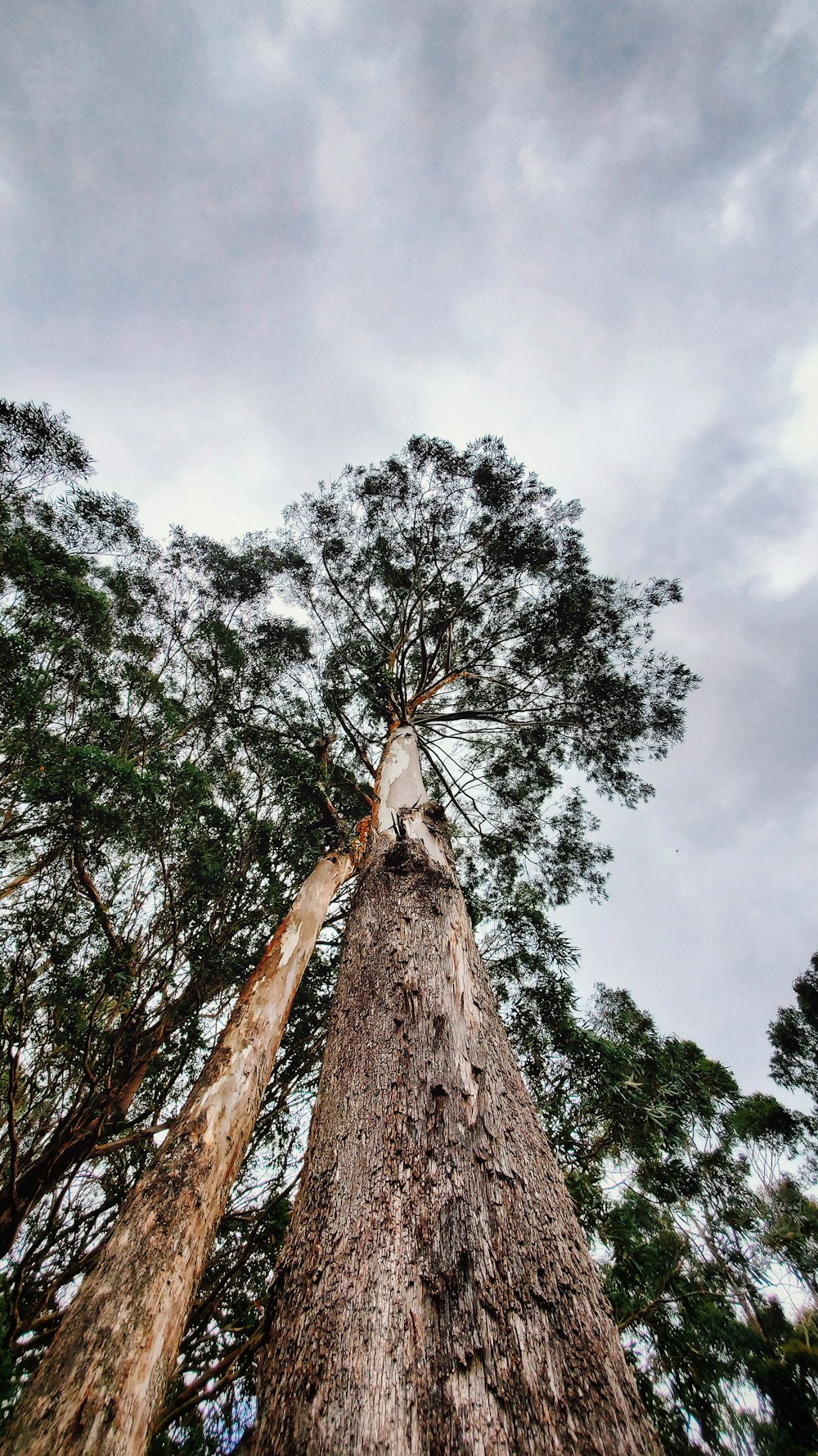 키 큰 나무의 로우 앵글 사진