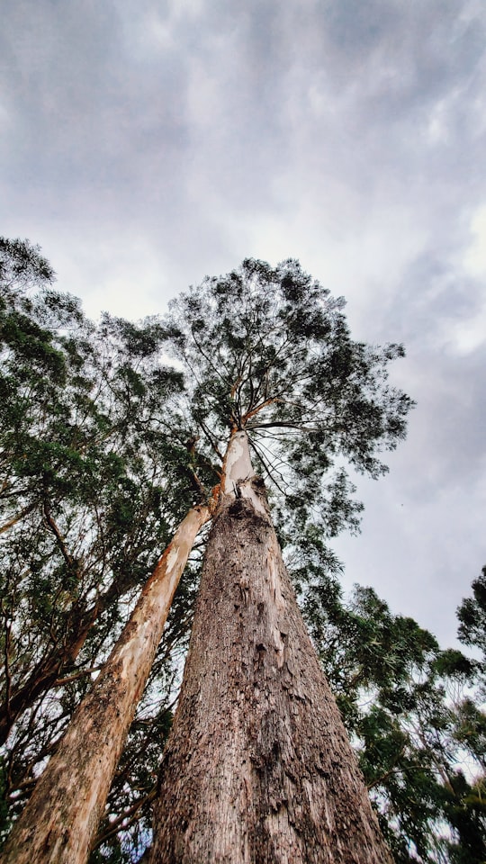 low-angle photography of tall trees in Colonia Tovar Venezuela