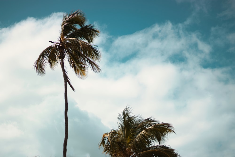 wine blowing at green coconut trees during daytime