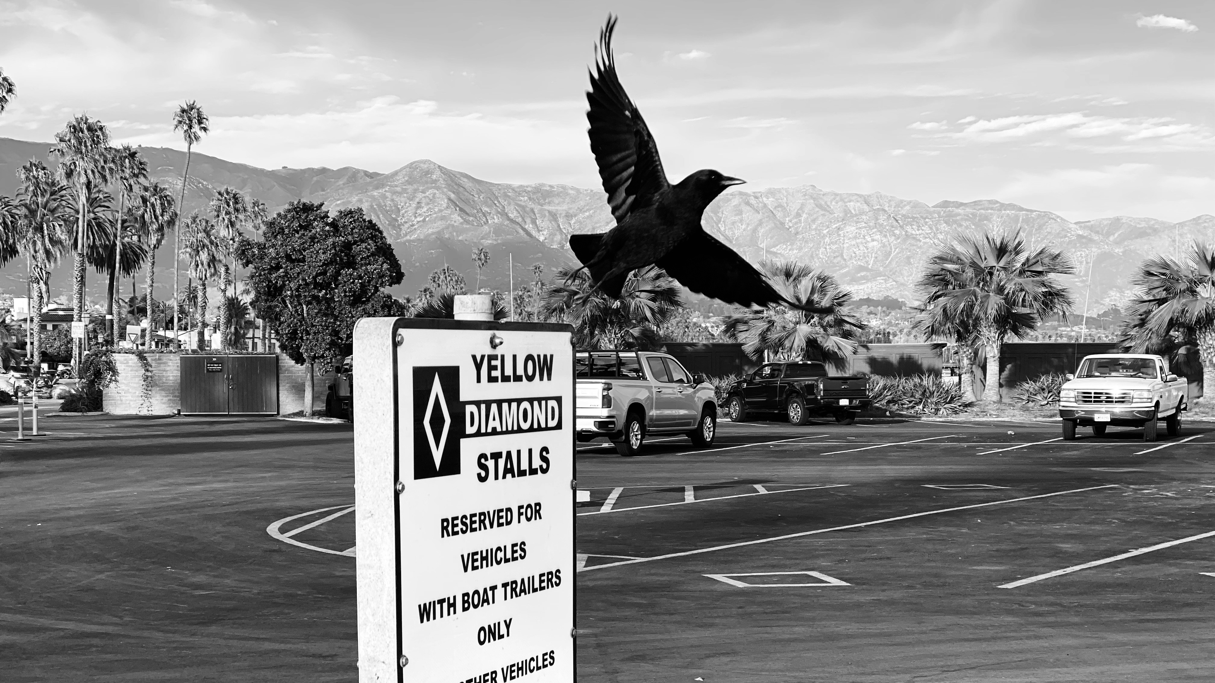 bird flying beside Yellow Diamond Stall sign