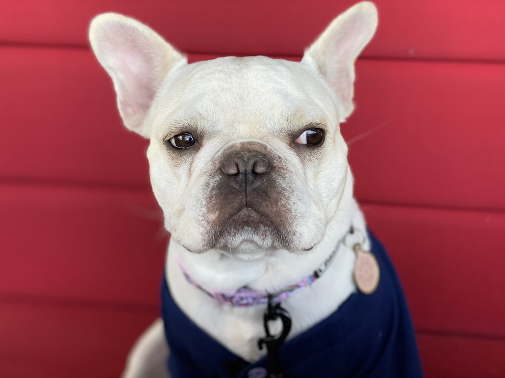 white dog wearing blue suit