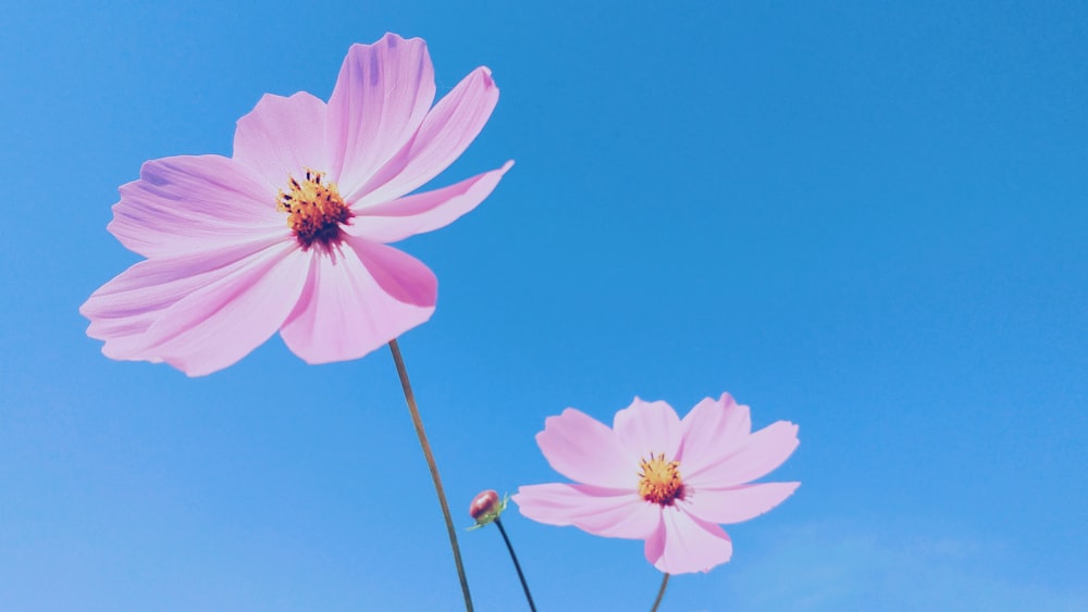 violet petaled flowers