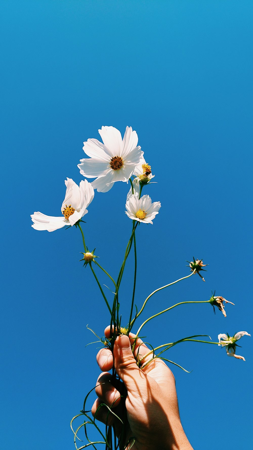 Person mit weißblättriger Blume