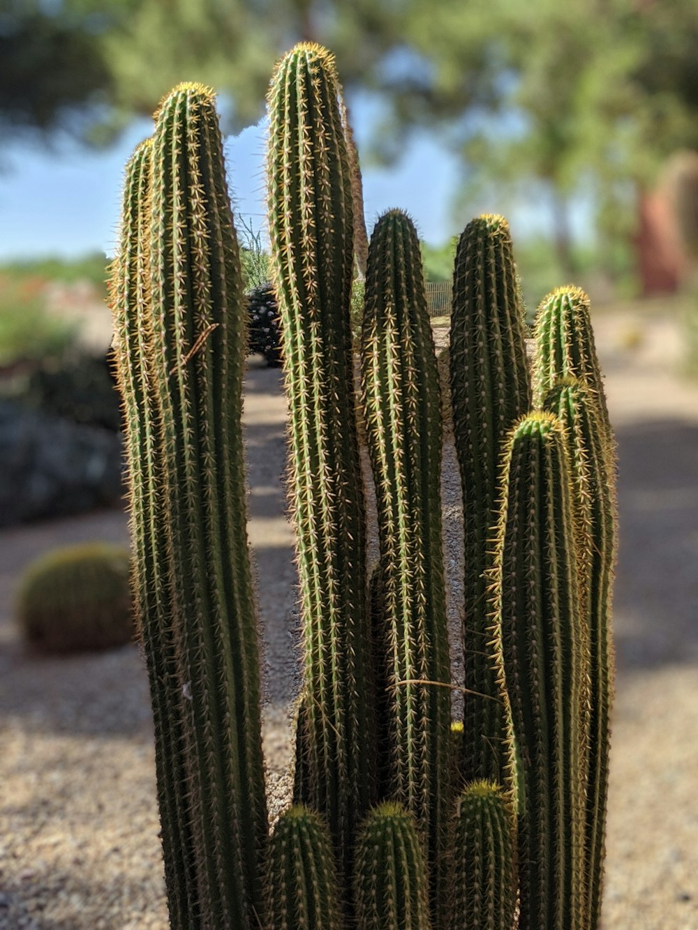 green cactus