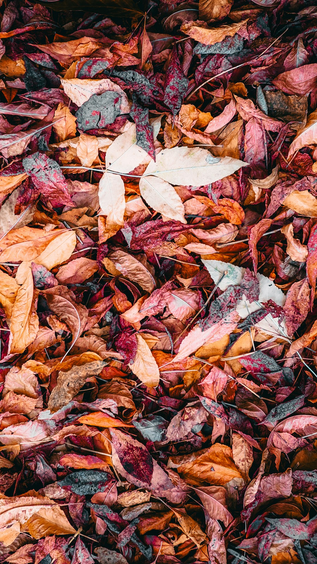 brown leaves