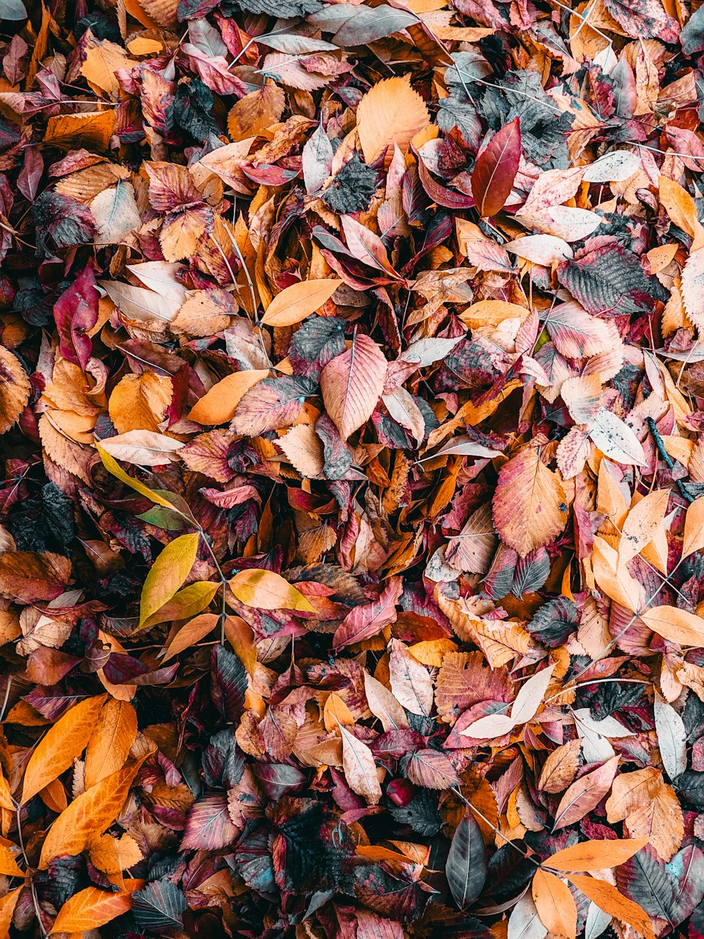 a bunch of leaves that are laying on the ground