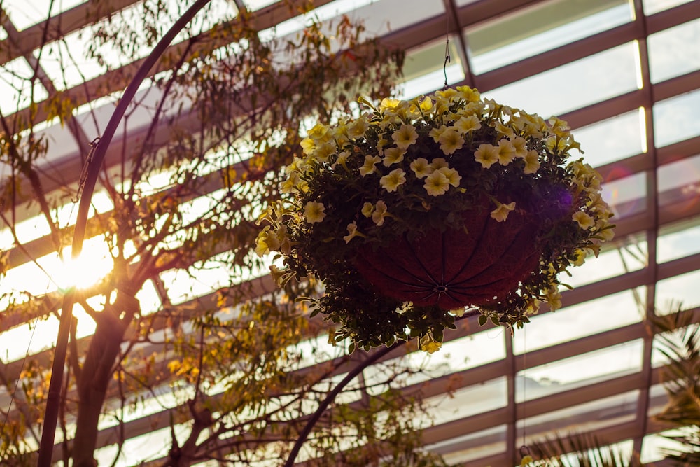 yellow petaled flowers close-up photography