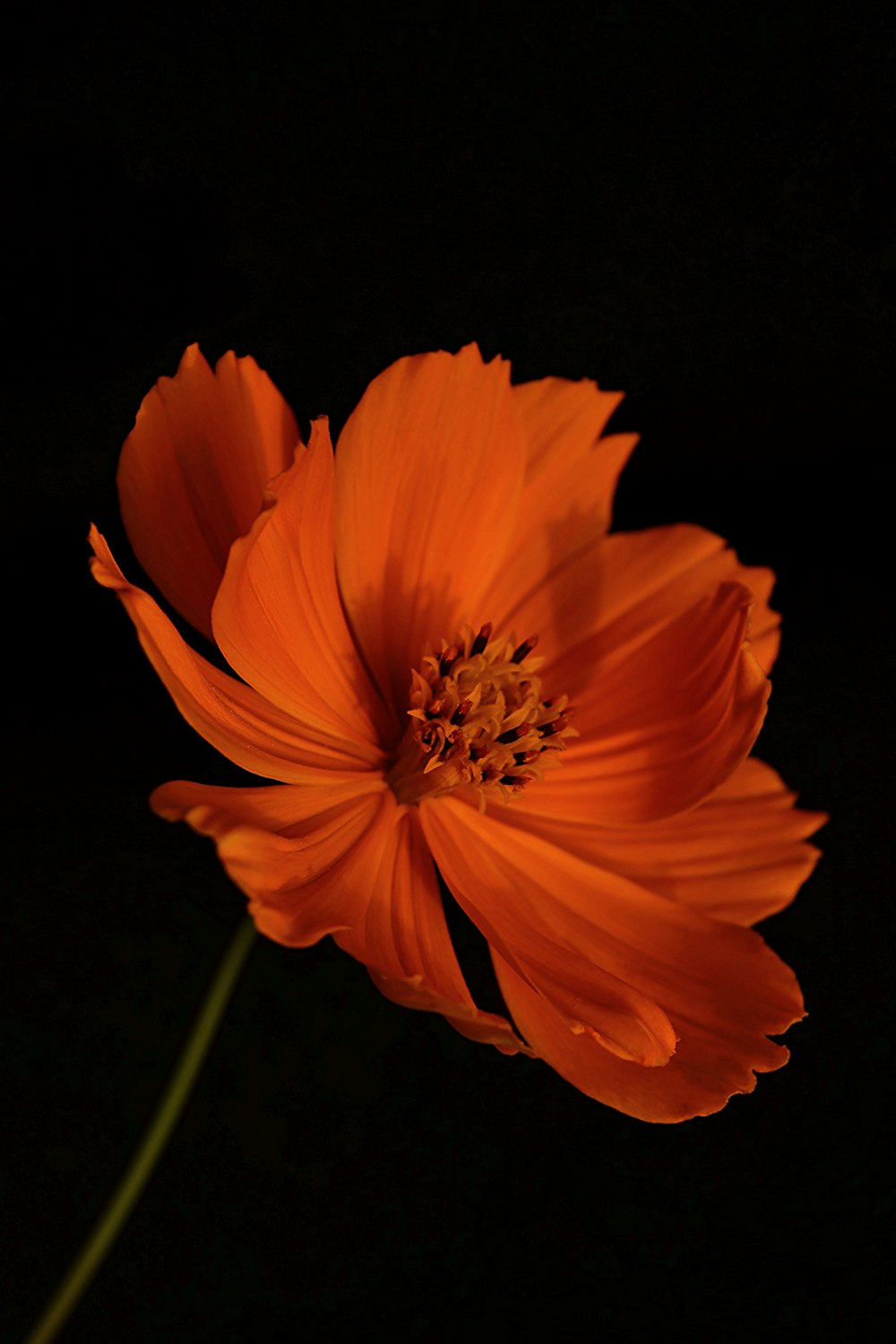 orange flower