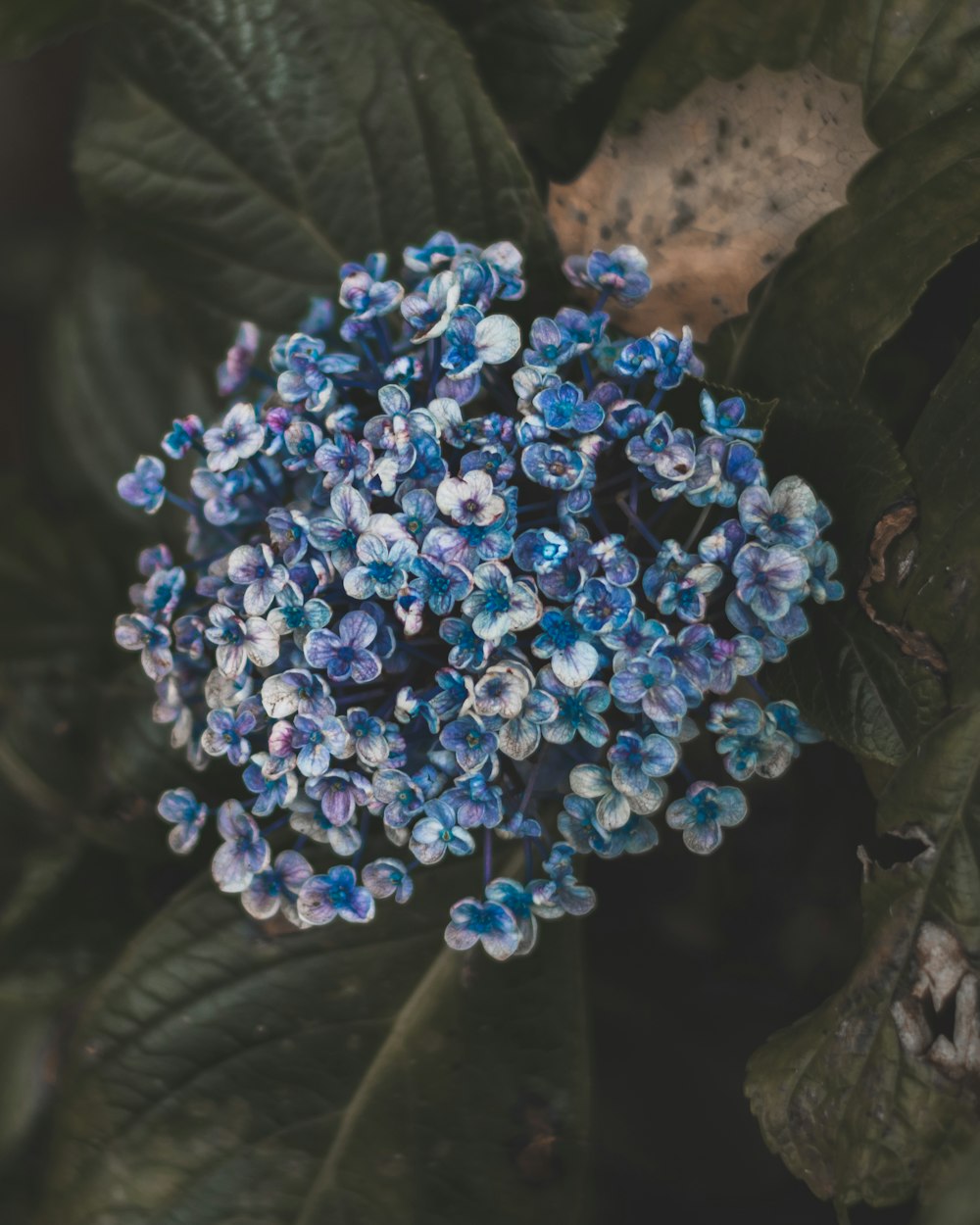 white and blue petaled flowers