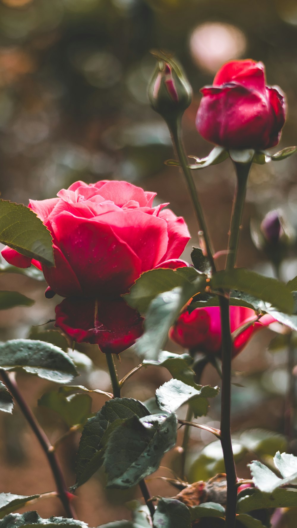 ピンクの花びらのバラの写真 Unsplashで見つける薔薇の無料写真