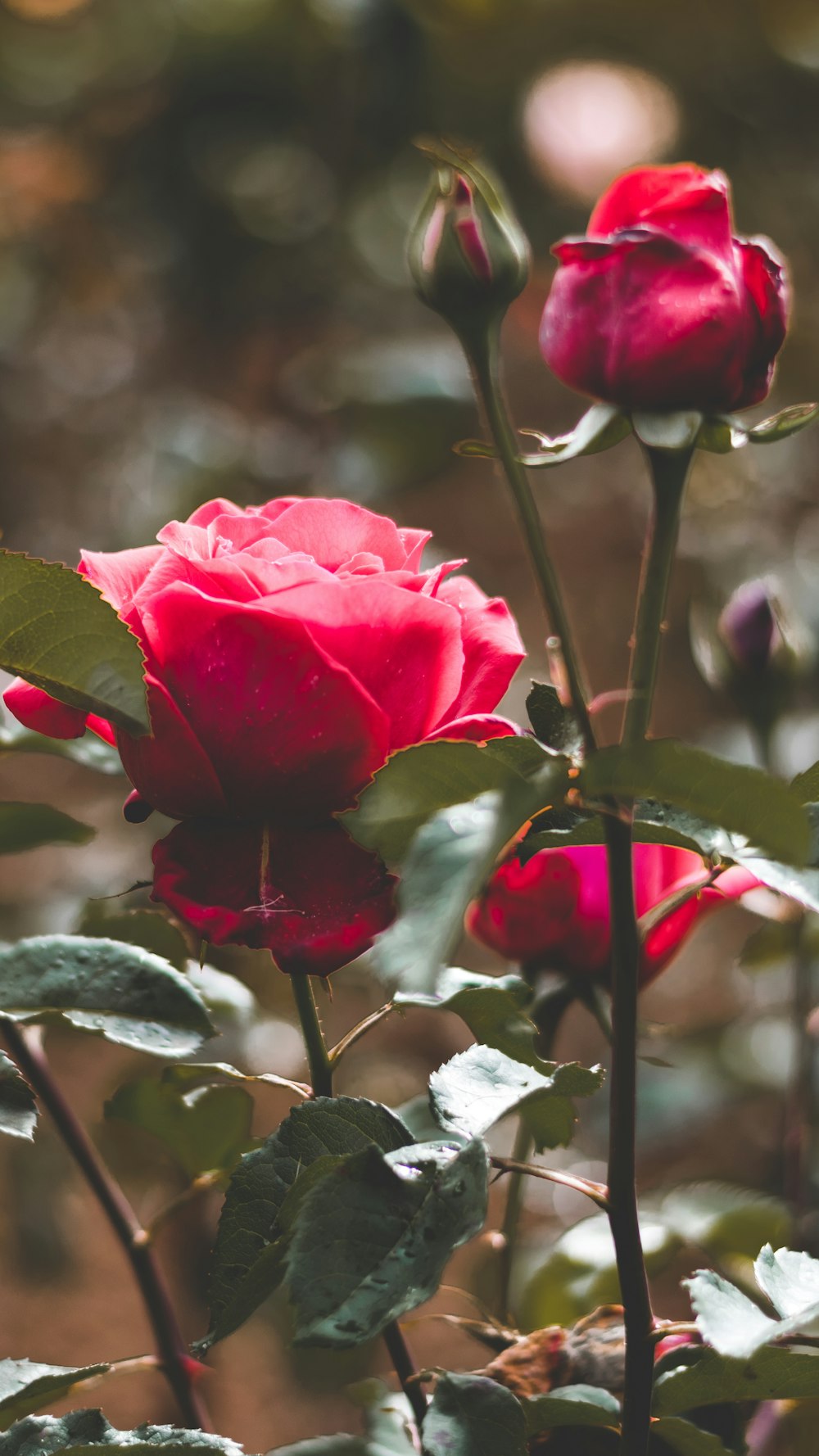 pink petaled roses