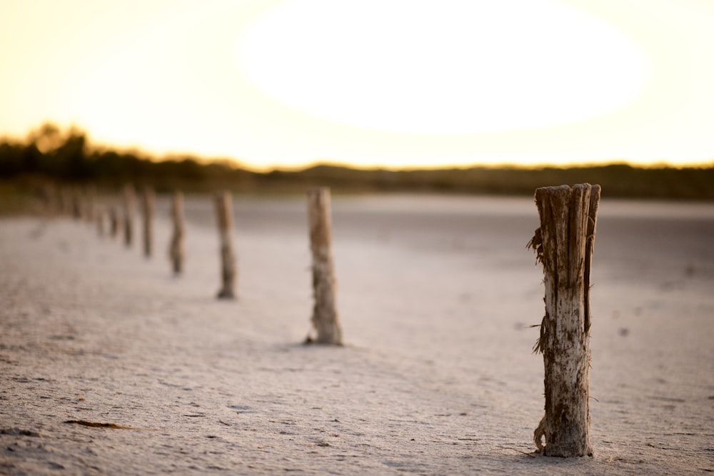 brown logs on landscape fieeld