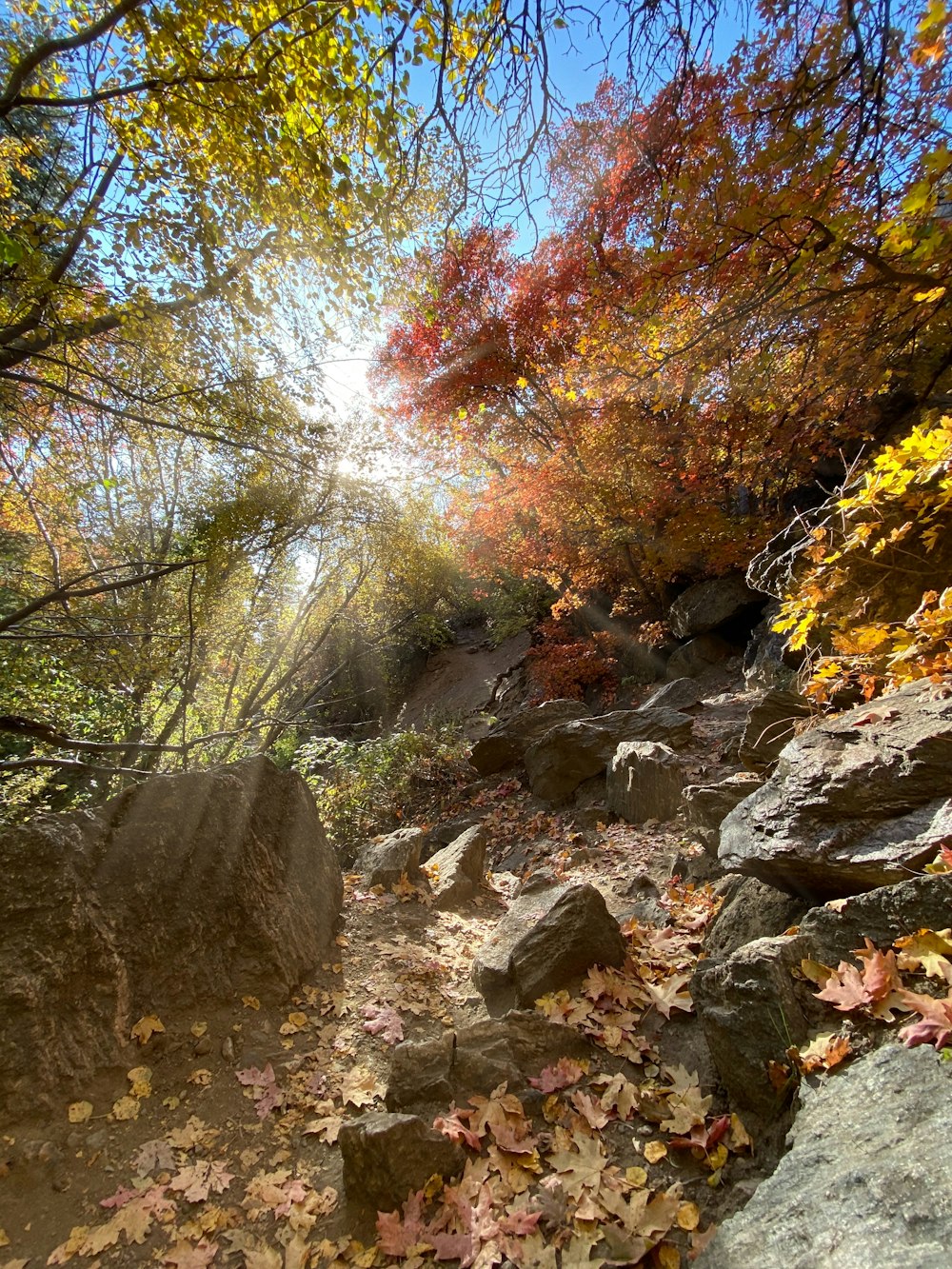 árboles verdes y negros bajo el cielo azul durante el día