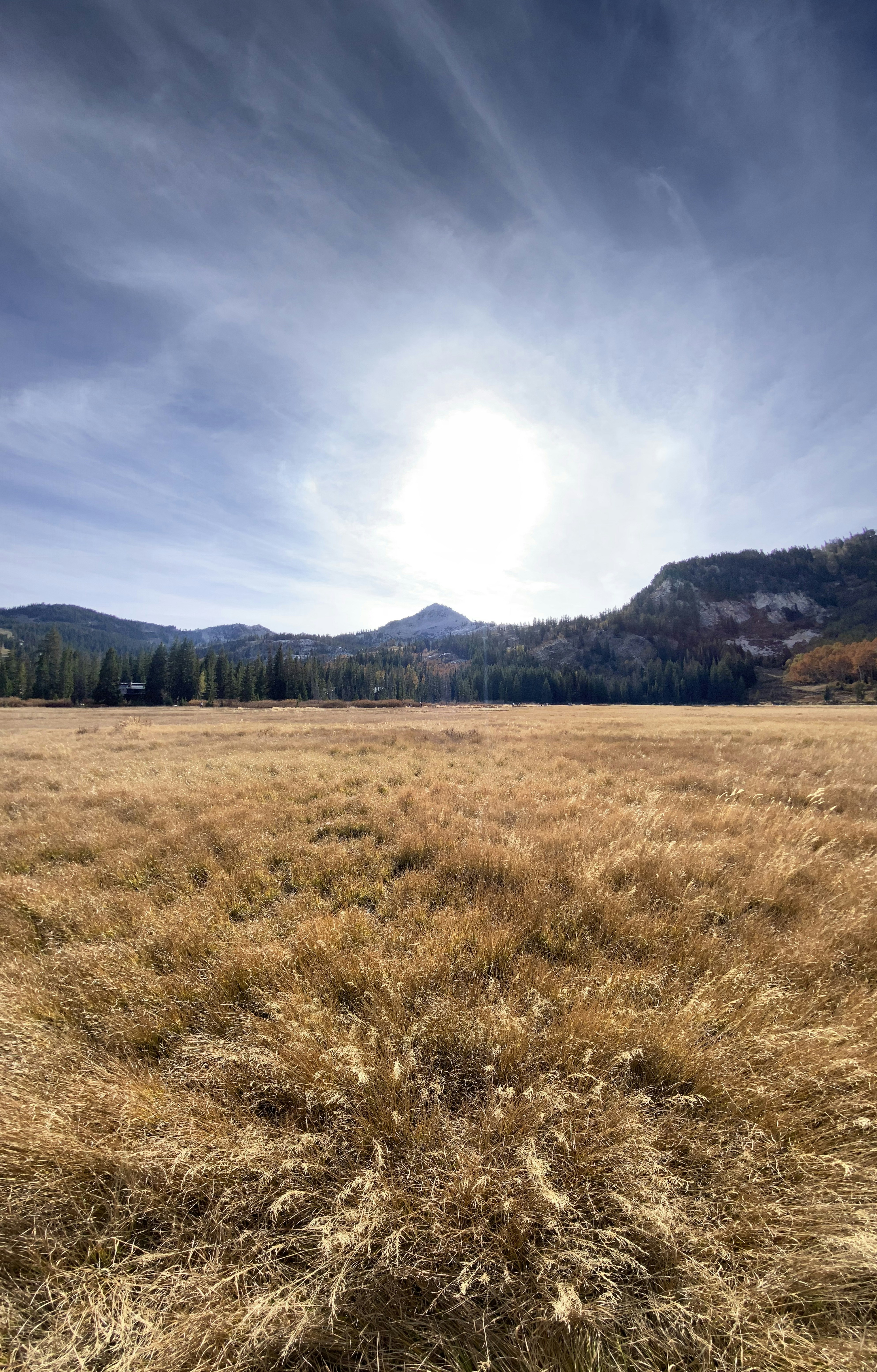 dried grass field
