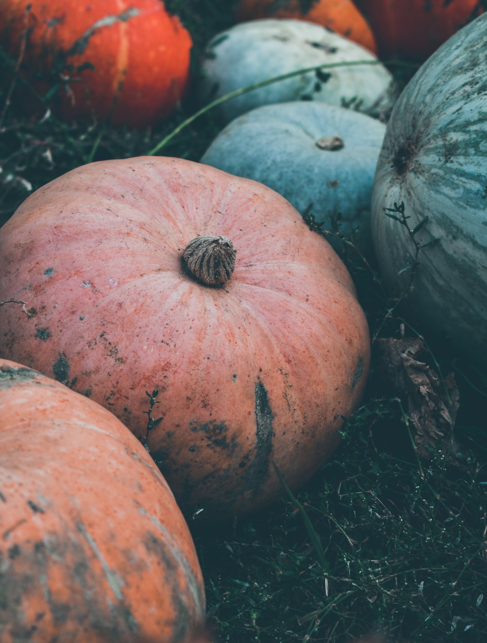 closeup photo of pumpkin