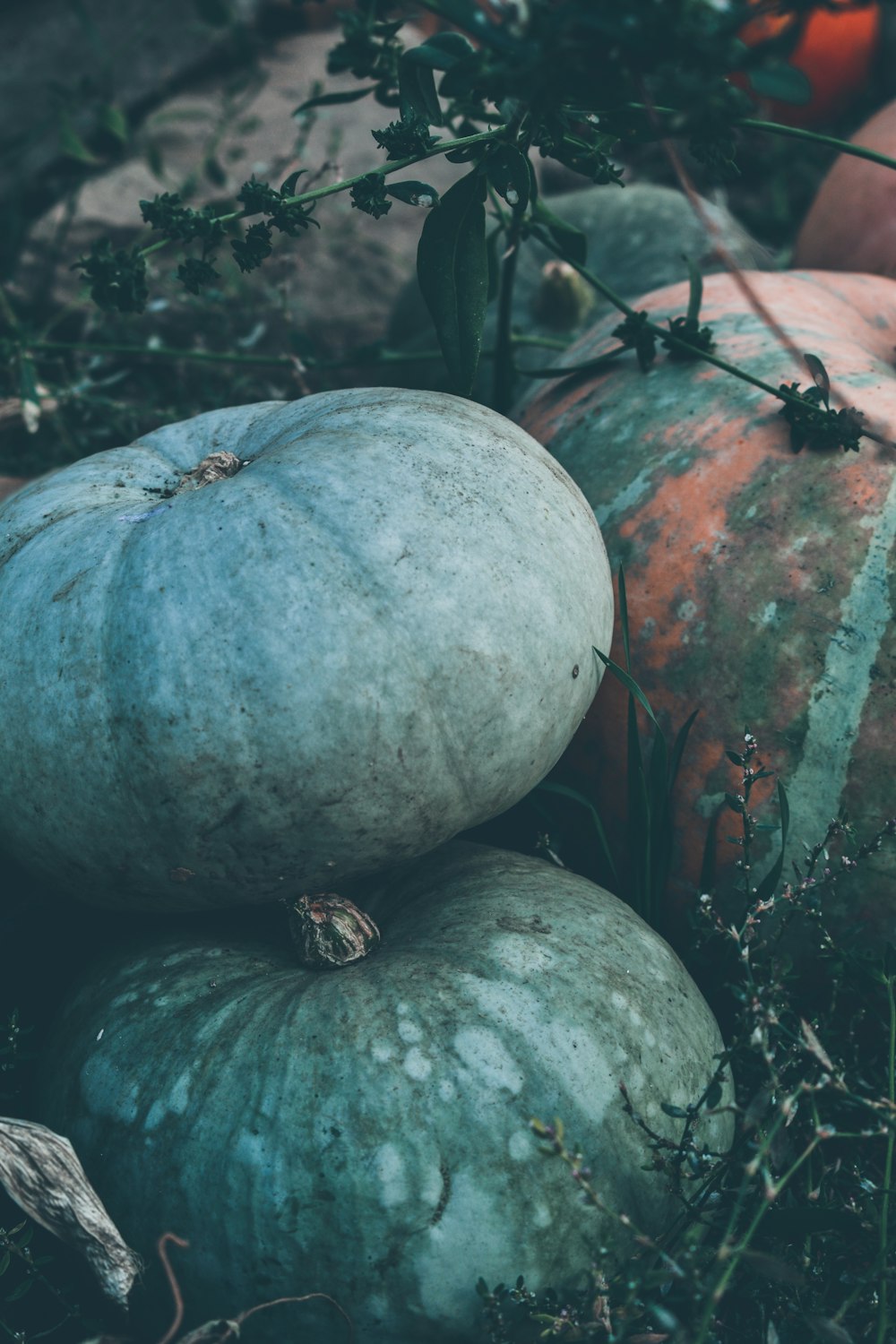 pile of squash