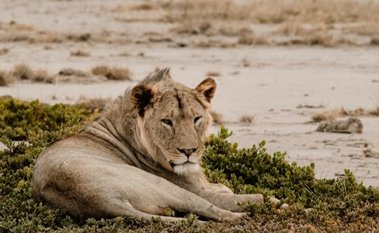 Lion lying on grass in Amboseli Kenya