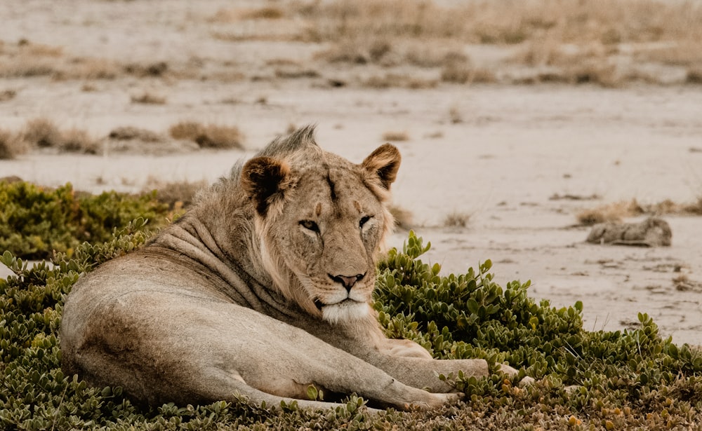 Lion lying on grass