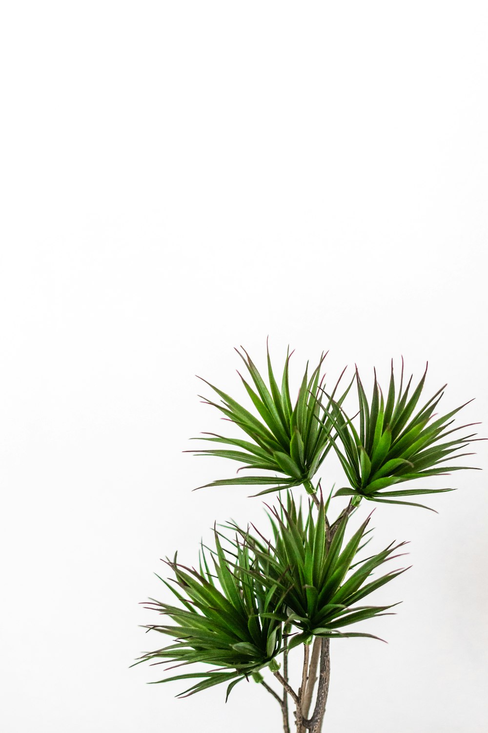 green palm plant