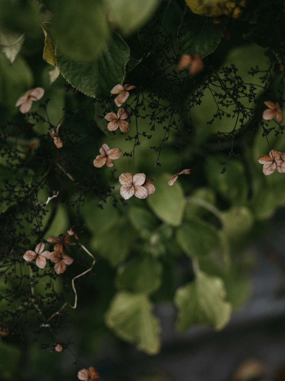 brown flowers in bloom