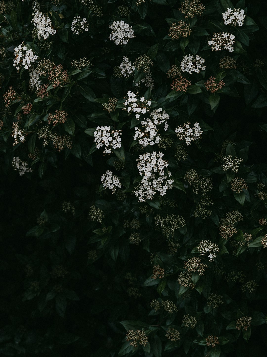 white petaled flowers close-up photography