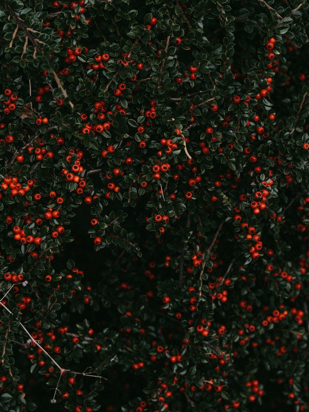 빨간 열매 맺는 식물