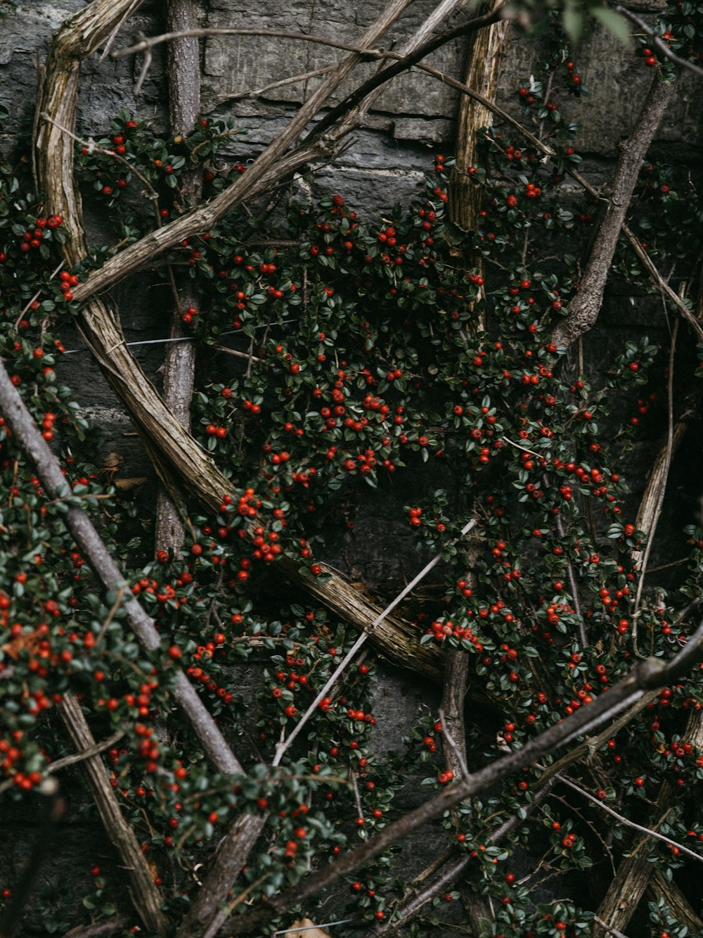 green-leafed plant with red cherries