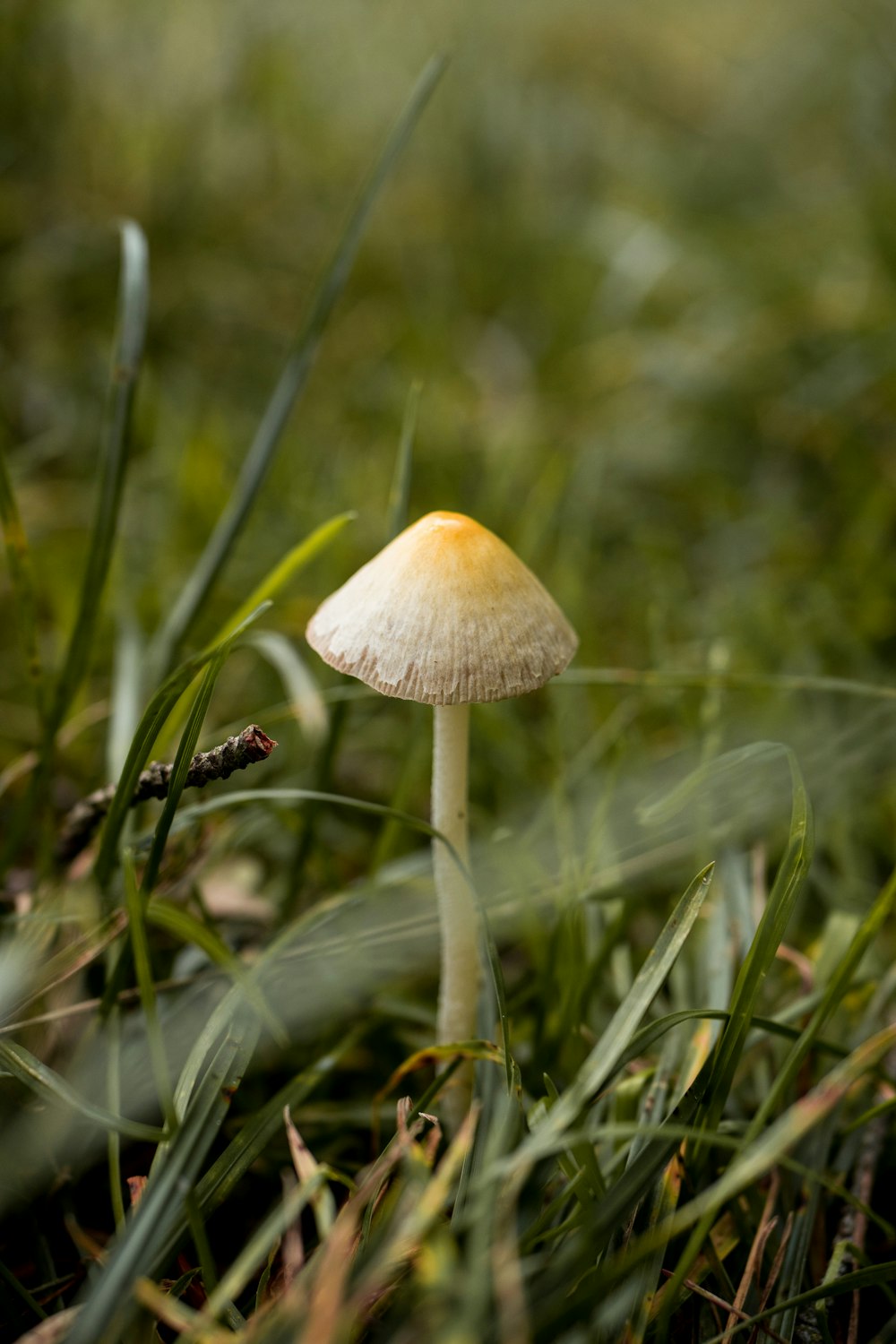white and yellow mushroom