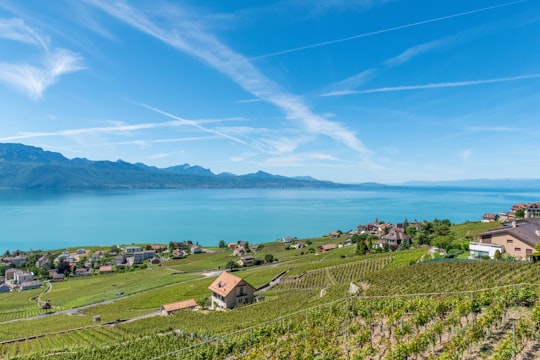 green field in Grandvaux Switzerland