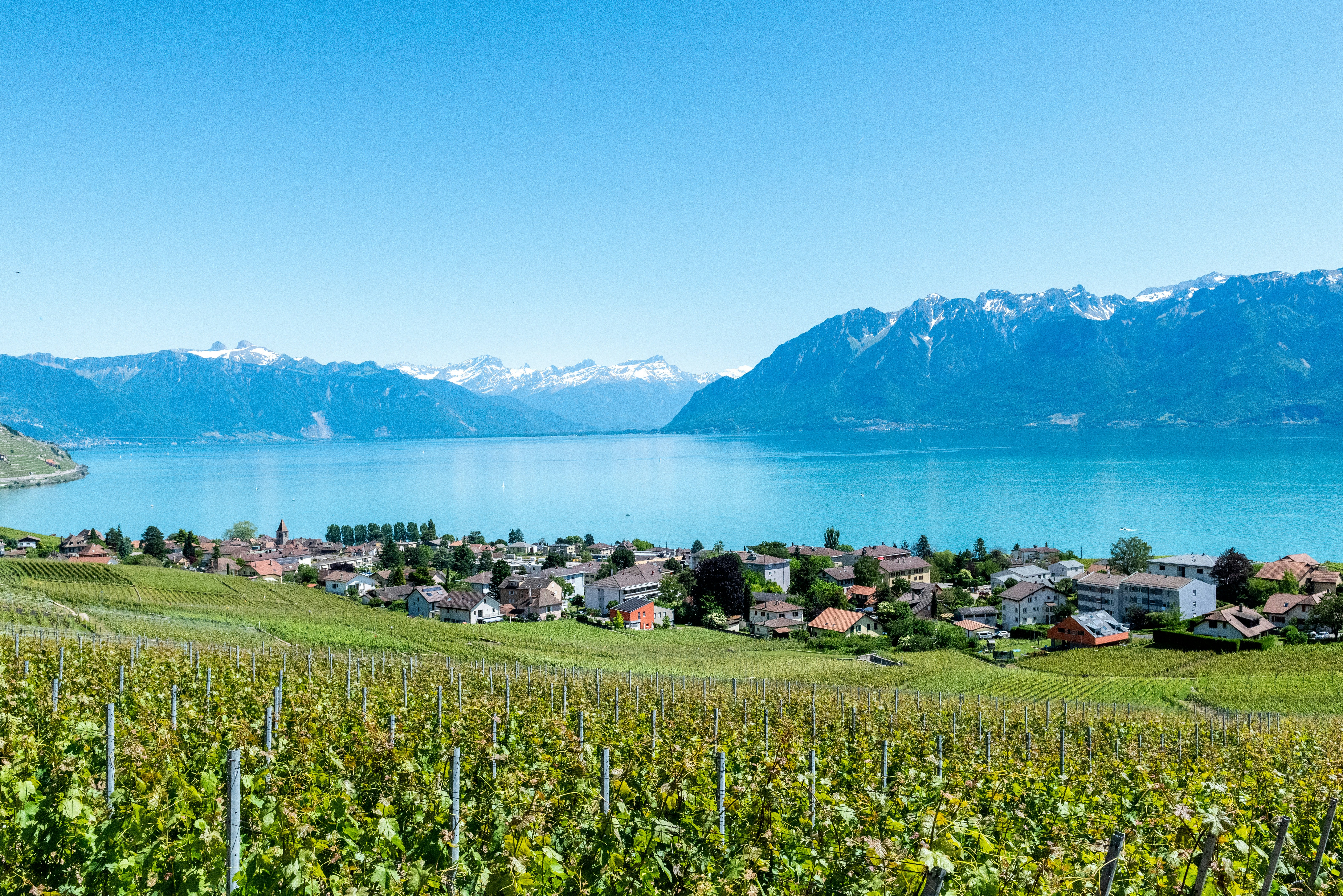 A small village by the lake with a beautiful vineyards in Vaud, Switzerland