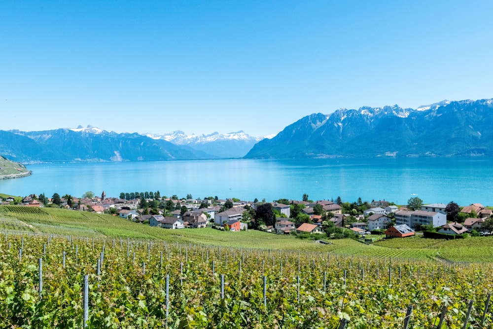 Grünes Grasfeld und eisige Bergkulisse