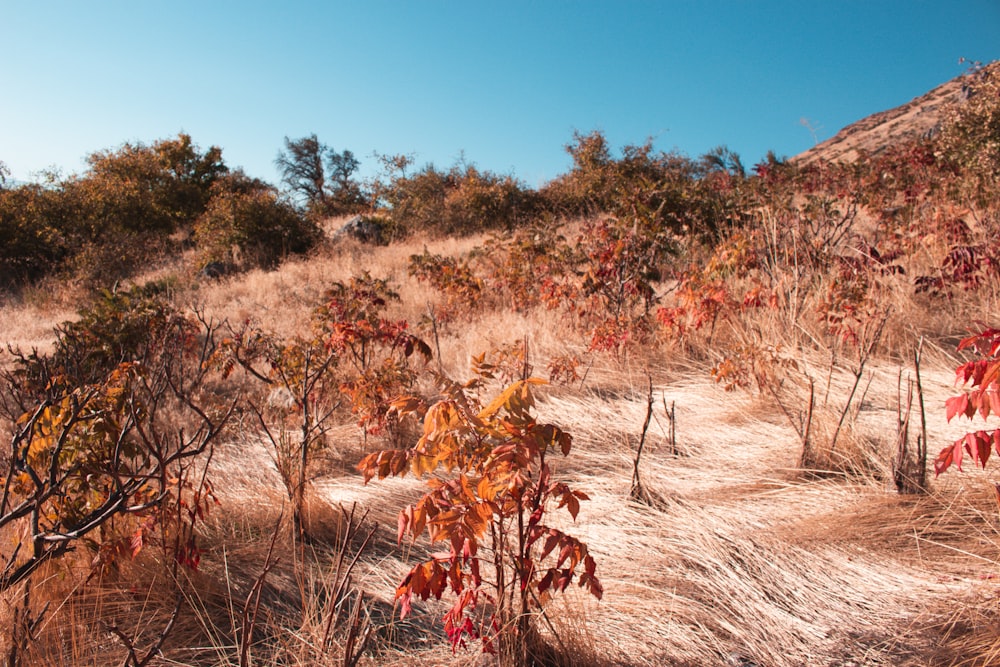 brown plant