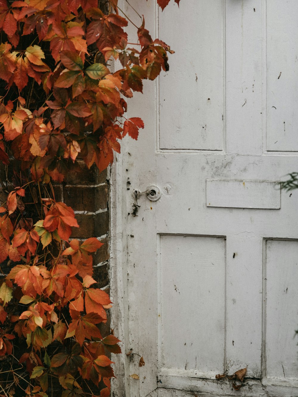 brown-leafed plants