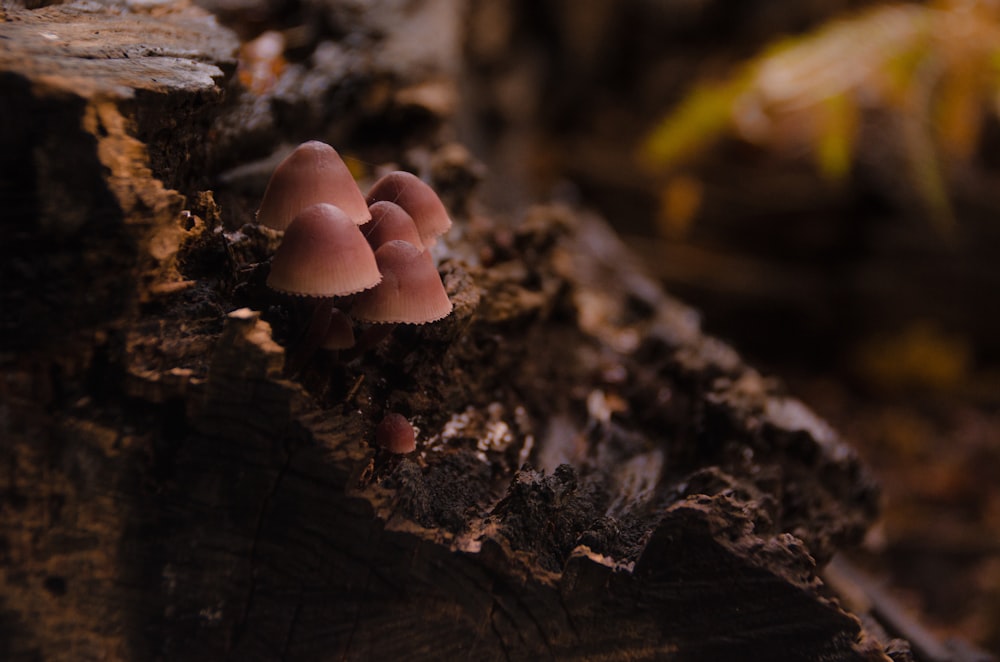 photo of brown mushroom