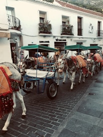 A street featuring a line of donkeys adorned with colorful blankets and harnesses, pulling small blue carriages. The stone-paved street has buildings with white facades and balconies decorated with flower pots. The overall scenery appears to be a tourist or cultural area.