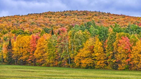 green trees under cloudy sky in Lac-Mégantic Canada