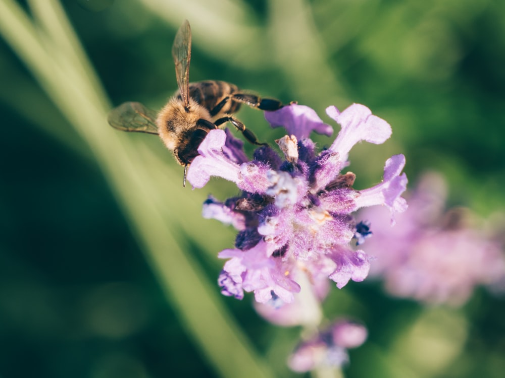 bee on purple flower