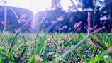 Close-up of dewy marsh grass glowing in early morning light.