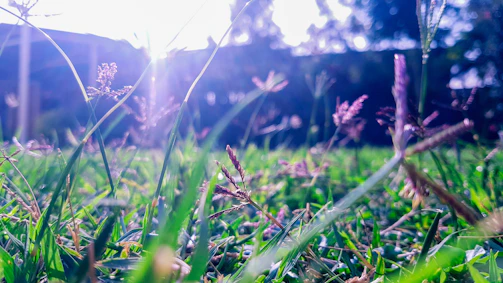 Close-up of dewy marsh grass glowing in early morning light.