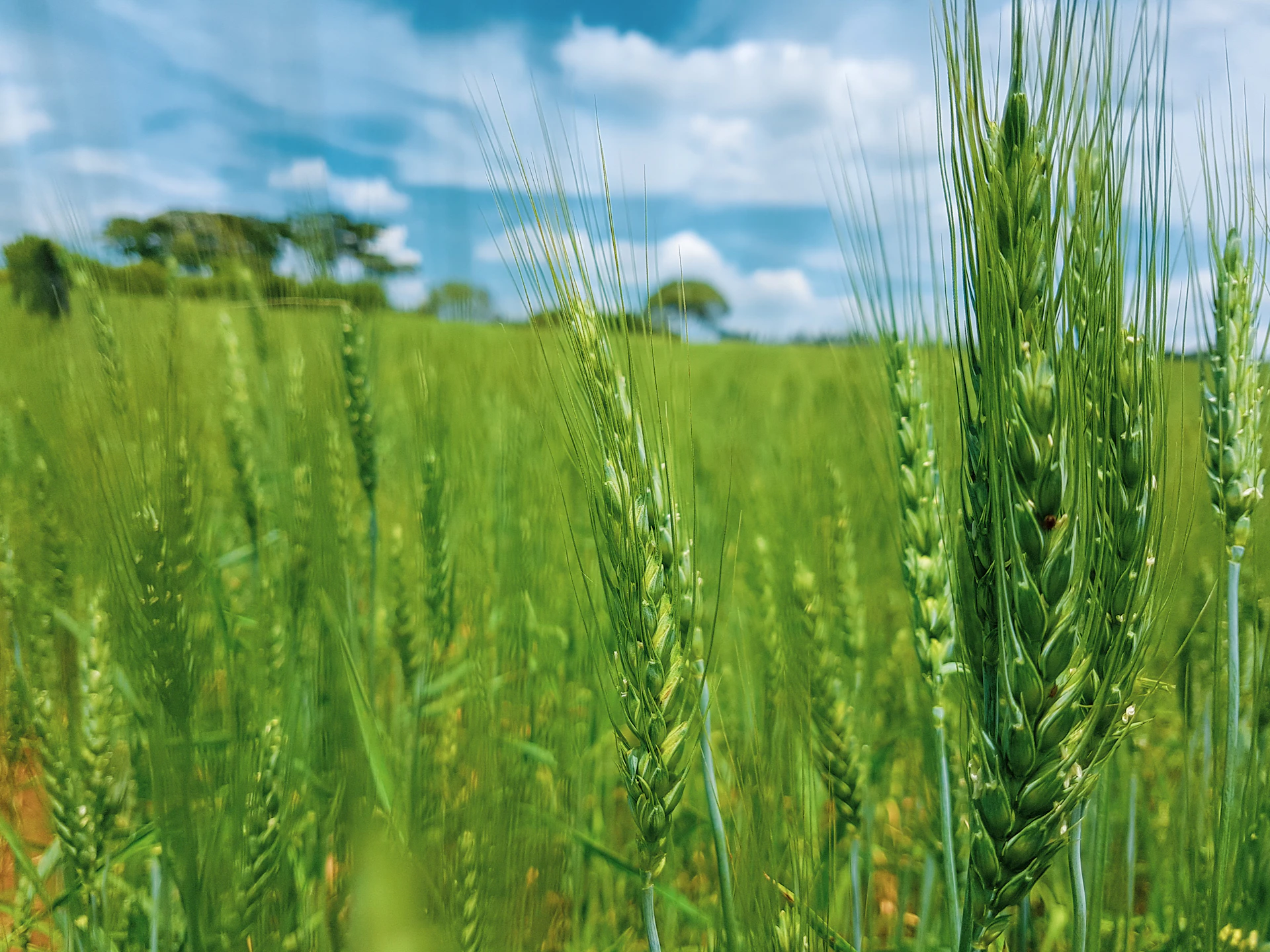 selective focus photography of green wheat grass