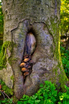 brown mushrooms in a tree trunk