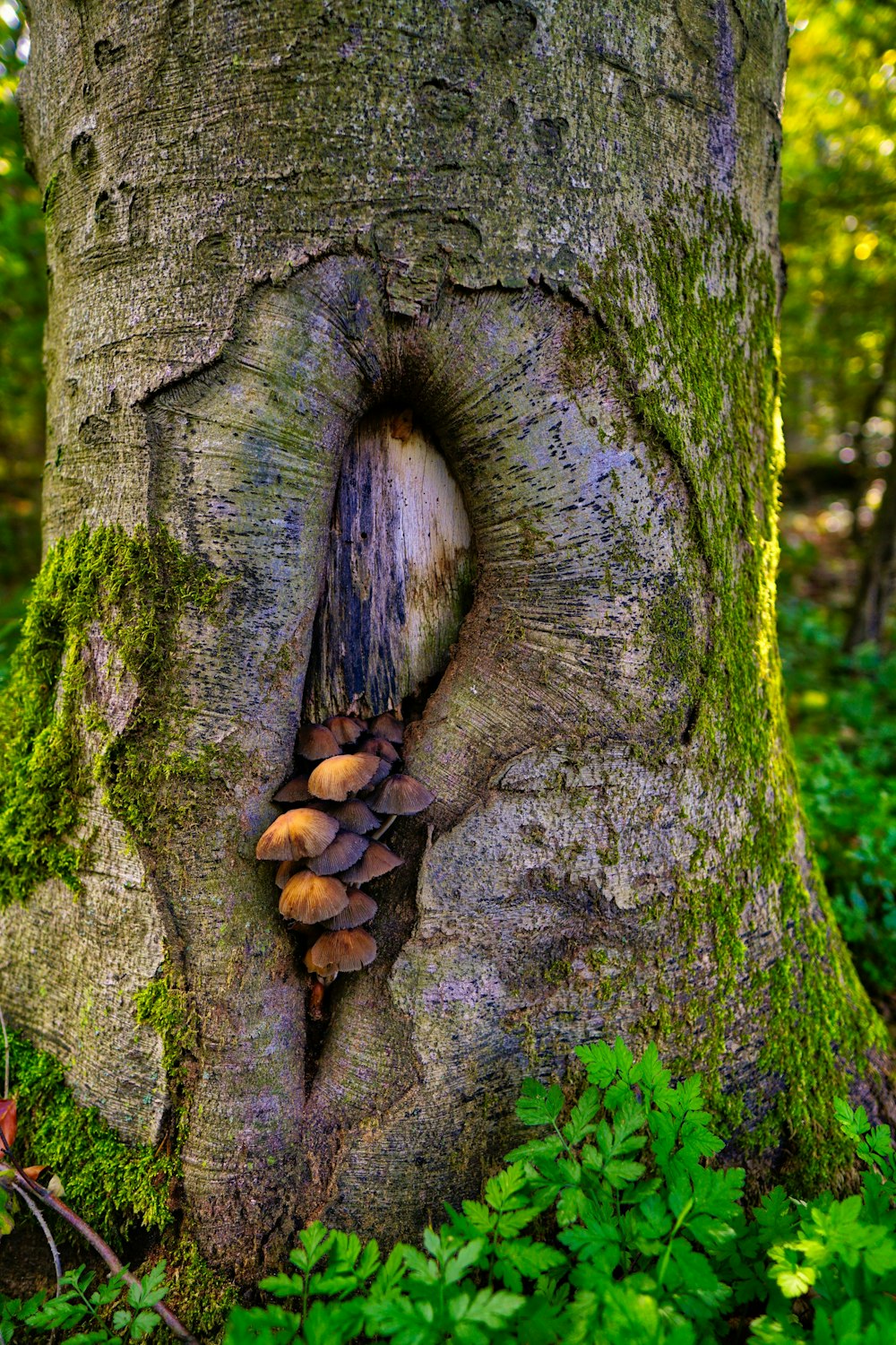 brown mushrooms in a tree trunk