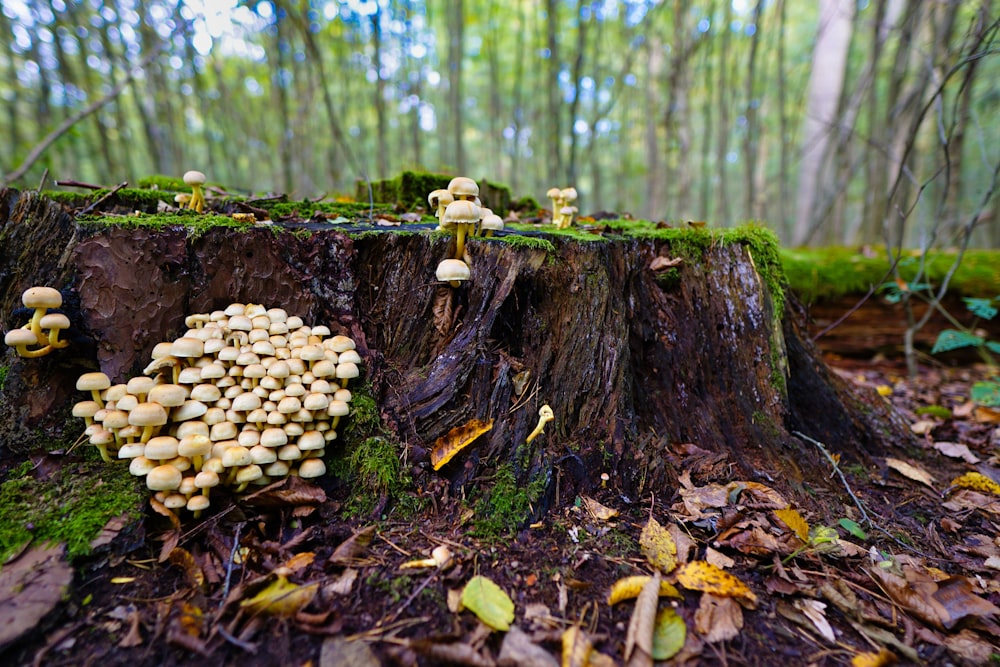 brown tree stump with green moss