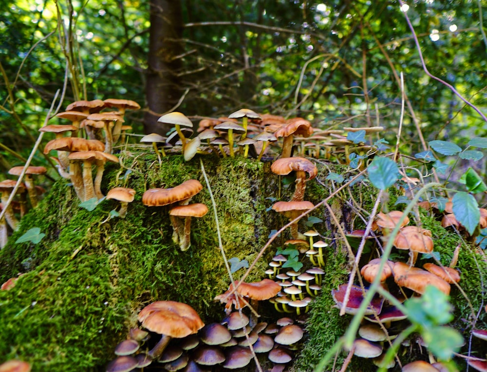 mushrooms in a tree stomp surrounded with moss