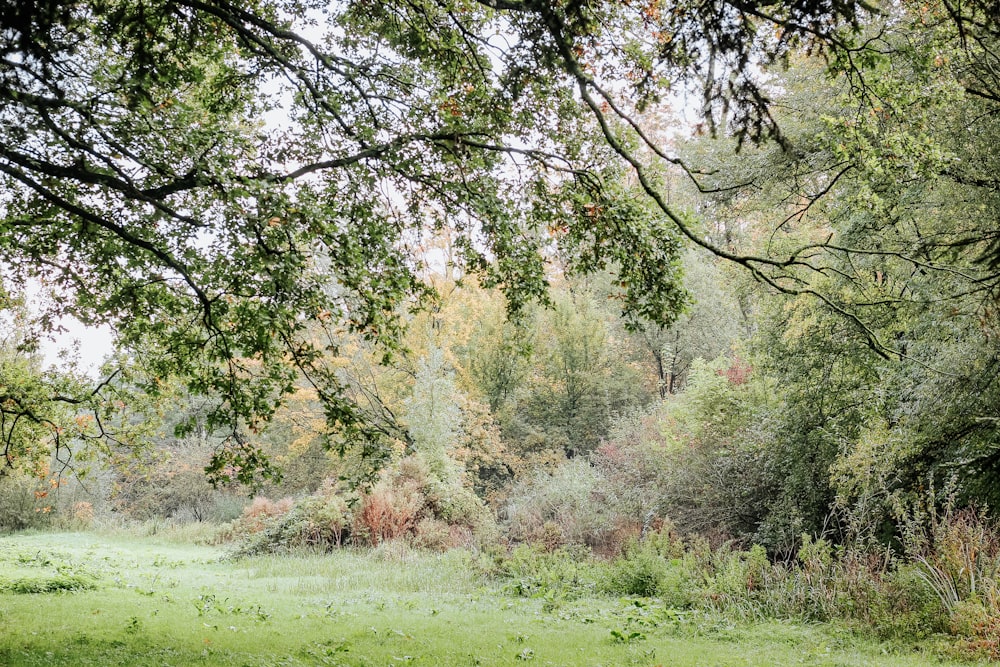 green leafed tree