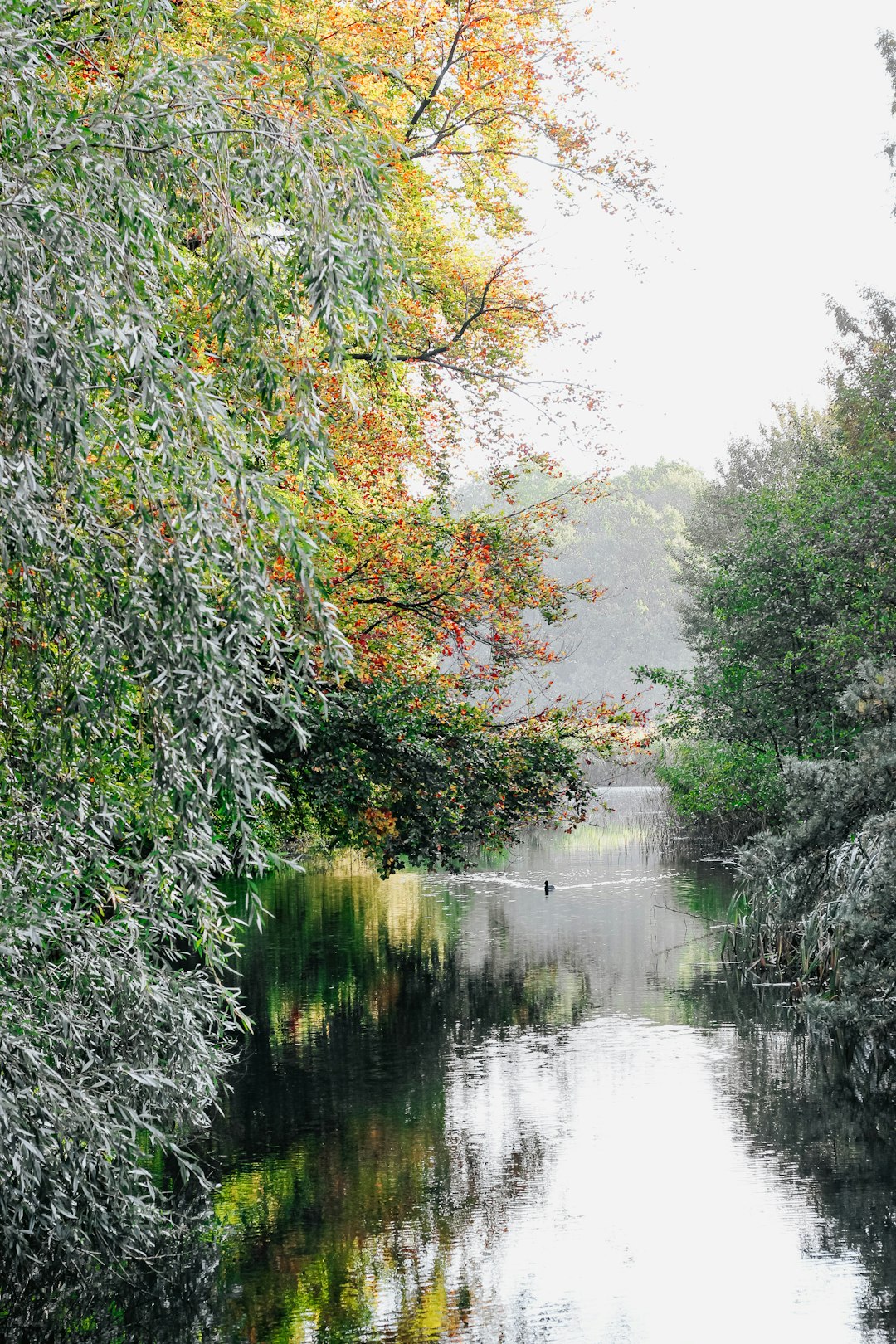 river surrounded by trees