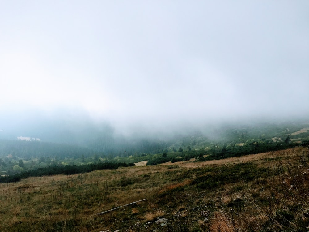 trees covered in fog