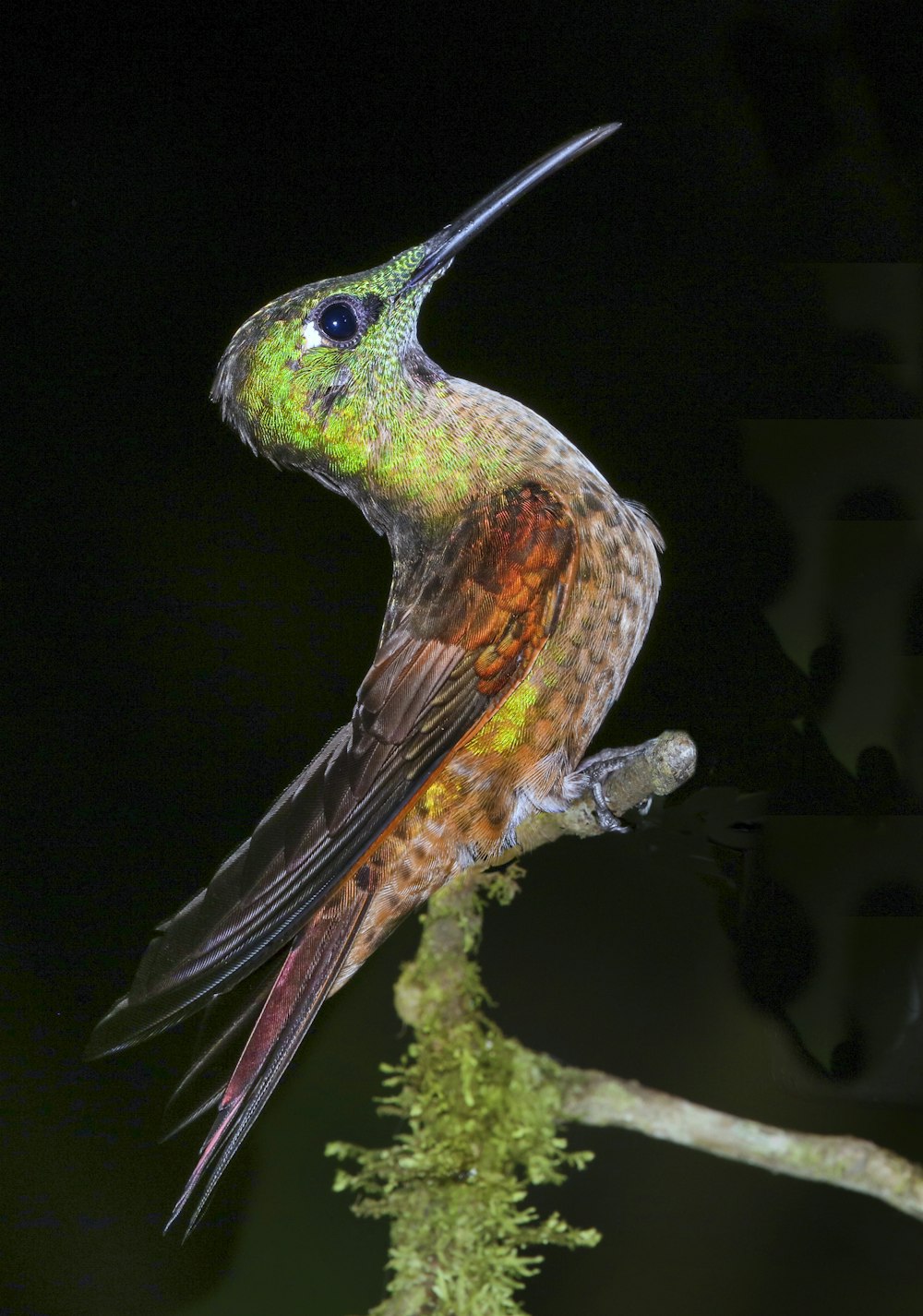 orange and green long-beaked bird