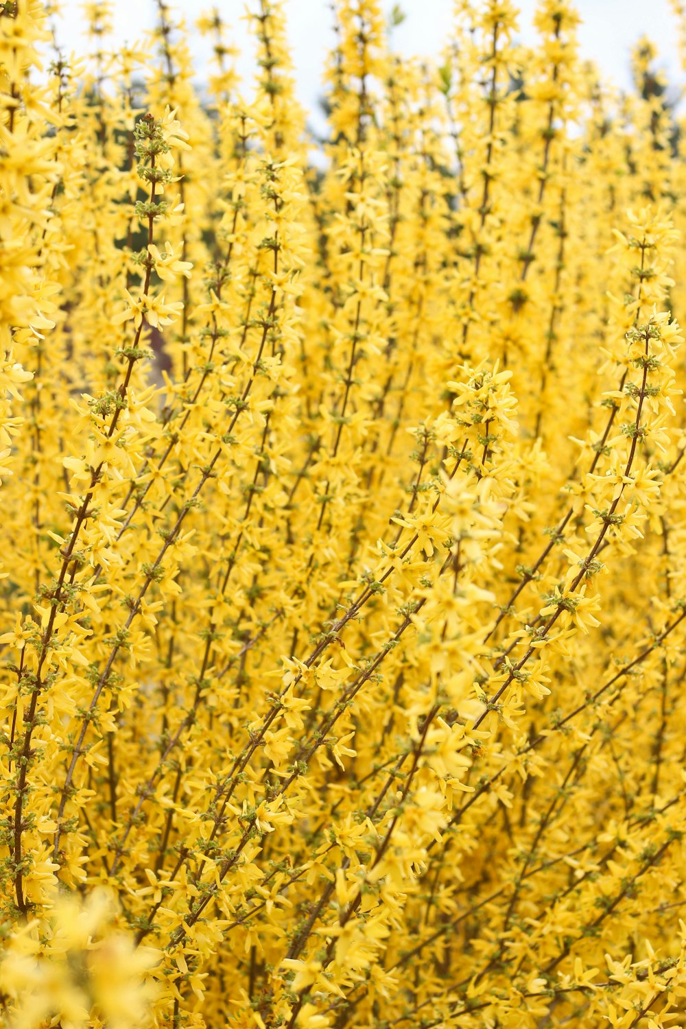 yellow flowers