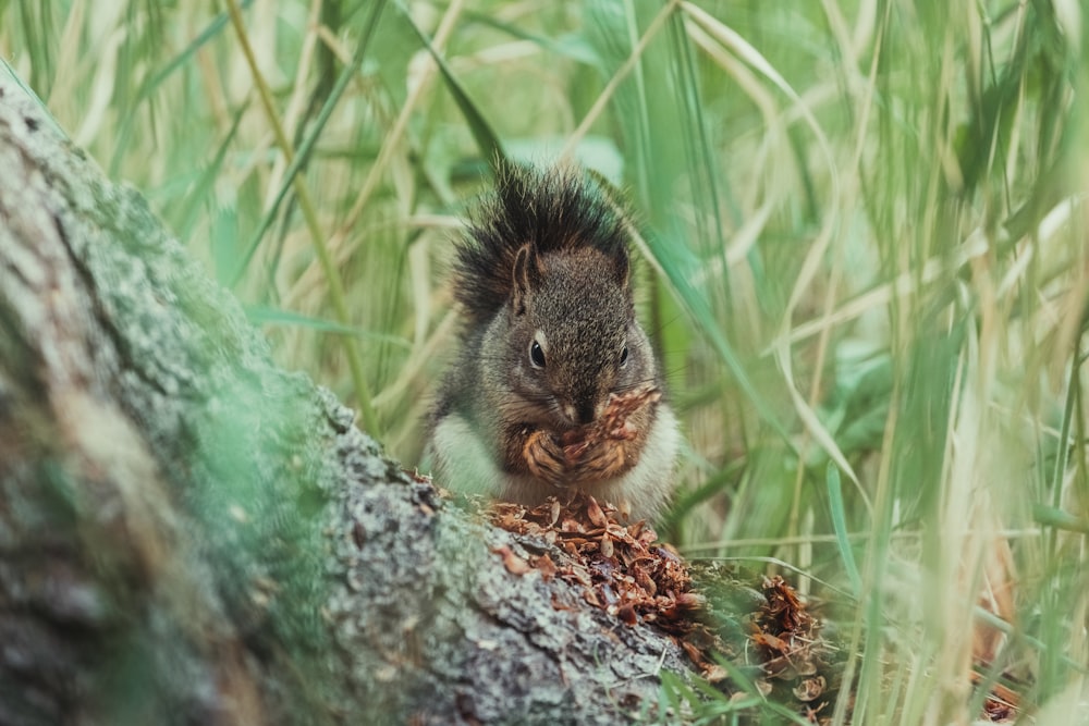 graues Eichhörnchen steht in der Nähe von Gras